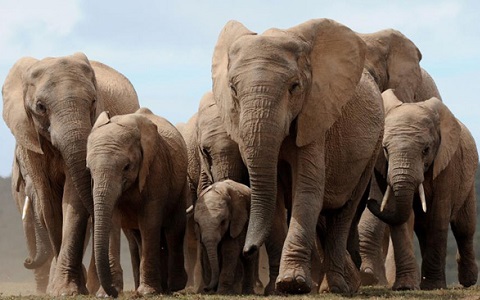 Grupo de elefantes africanos